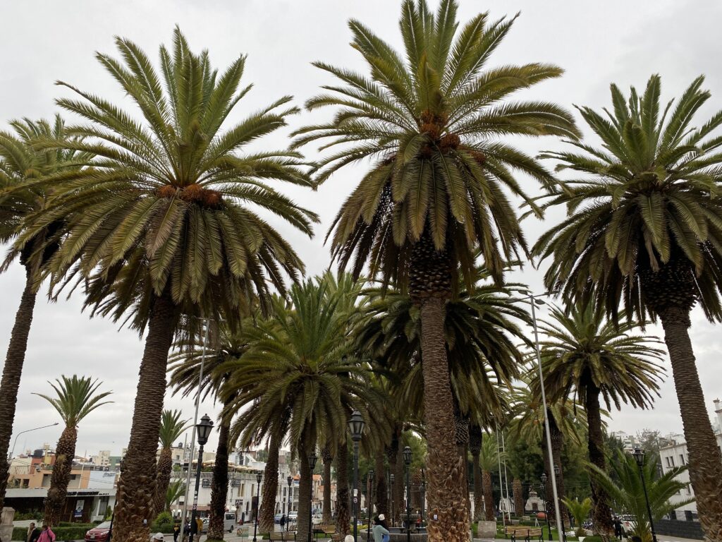 Cómo salvé a un Mexicano